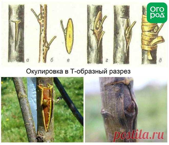 Как правильно привить яблоню – советы новичкам | В саду (Огород.ru)