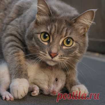 Сельские кумушки - OGADANIE.RU