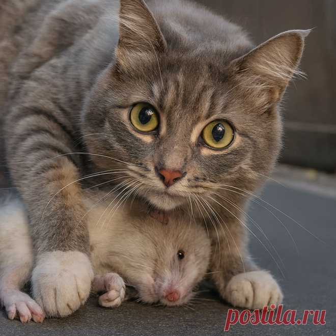 Сельские кумушки - OGADANIE.RU