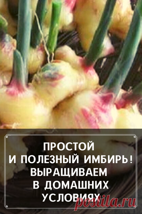 Такой полезный и такой простой в выращивании имбирь. Мы расскажем чем он так особенен и как его выращивать в домашних условиях. Все очень просто и полезно.