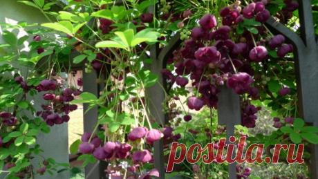 Лёгкие вьющиеся растения для изгородей - Ландшафтный дизайн - Всё о доме - Каталог статей - Всё для жизни