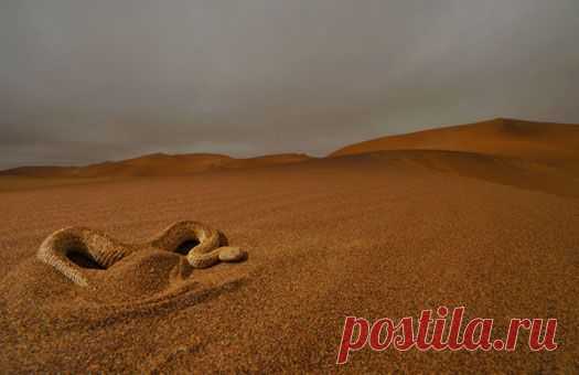 Peringuey's adder (Bitis peringueyi) in Swakopmund Dune Fields, Namibia with the fog from the Atlantic ocean overhead. (For pop culture junkies, Angelina Jolie's daughter was born a few kilometers away.)