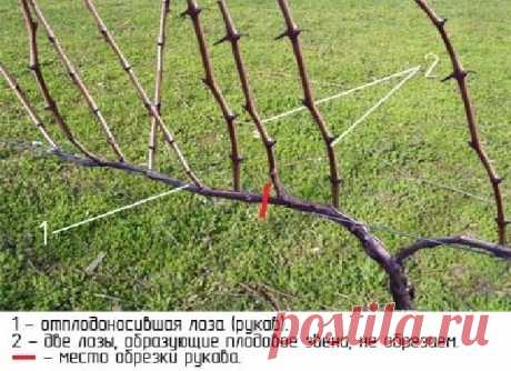 Основные ошибки при обрезке винограда осенью, из-за которых можно лишиться части урожая в новом сезоне | Мой сад и огород | Яндекс Дзен