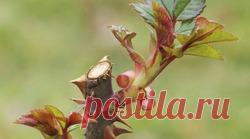 Правильная обрезка роз / Асиенда.ру