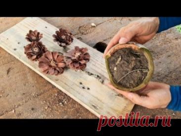 Идеи для декора из сосновых шишек своими руками