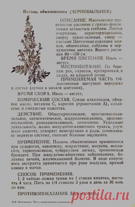 Полынь обыкновенная (чернобыльник)
