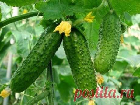 Огурцы- есть нюансы, которых не знала. Уловки хитрецов ради вкусных огурцовЗеленцы
должны быть вкусными, ароматными, здоровыми, хрустящими. Каждый огородник
пользуется своей тактикой выращивания, которая дает нужный результат.Все
дело в деталях, а они могут быть эффектными и эффективными.Чтобы не худели§&nbsp;
Выбирают...