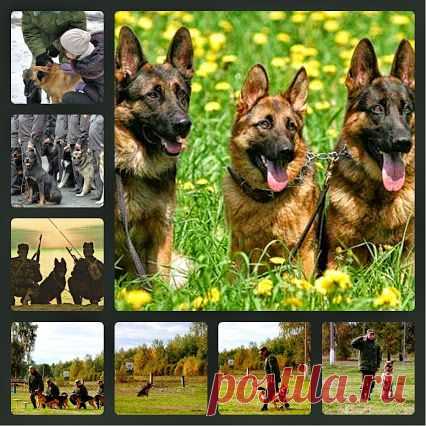 "Собачья работа". Экскурсия в кинологический питомник.
Удивительная экскурсия в гости к служебным собакам. Вы сможете обнять умного пса, почесать его за ухом и сфотографироваться с ним!