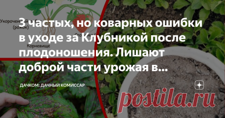 3 частых, но коварных ошибки в уходе за Клубникой после плодоношения. Лишают доброй части урожая в следующем году Хотите каждый год собирать достойный урожай клубники? Тогда пламенный салют, товарищи садоводы! Сегодня на повестке дня - разбор полетов недальновидных огородников, которые портят клубничные кустики, количество и качество ягод в следующем сезоне - действием или бездействием. Давайте проедемся по пунктам! Почему вообще клубнике нужен уход после плодоношения. Что...