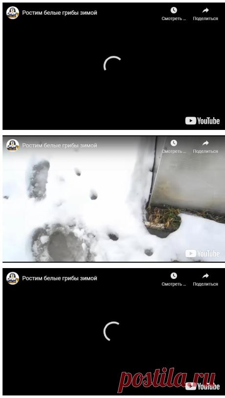 Ростим белые грибы зимой