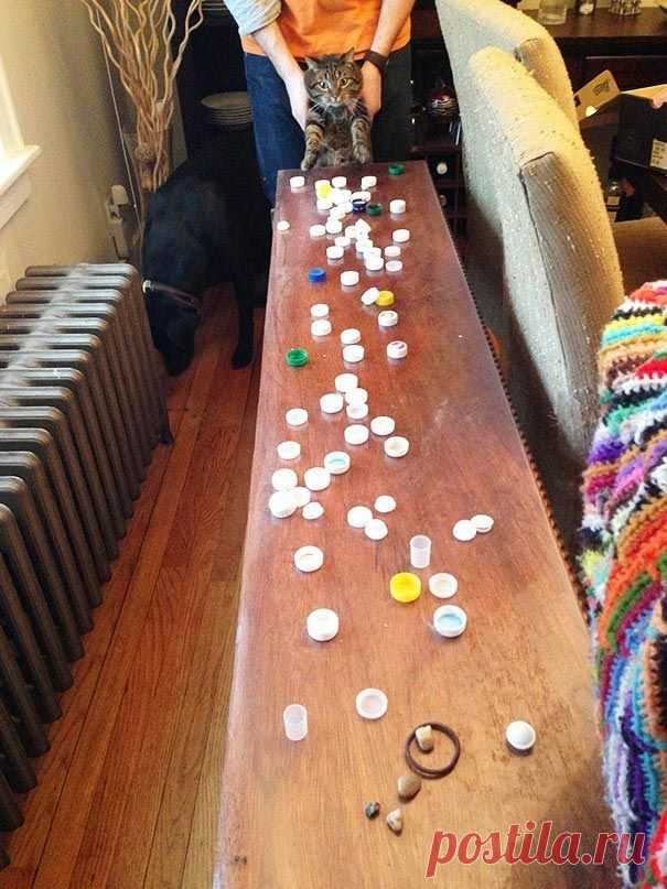 18 котов-воришек, вместе со своими сокровищами / Питомцы