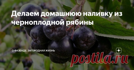 Делаем домашнюю наливку из черноплодной рябины Сделанные дома наливки не только дешевле магазинных, но вкуснее и безопаснее, т. к. используемые в них ингредиенты представляют меньшую угрозу для организма, чем компоненты готовых напитков.
Черноплодная рябина.