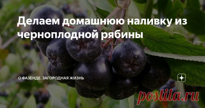 Делаем домашнюю наливку из черноплодной рябины Сделанные дома наливки не только дешевле магазинных, но вкуснее и безопаснее, т. к. используемые в них ингредиенты представляют меньшую угрозу для организма, чем компоненты готовых напитков.
Черноплодная рябина.