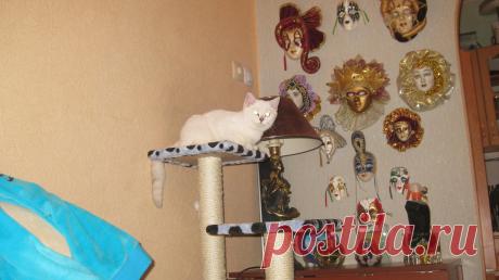 Высоко сижу, далеко гляжу