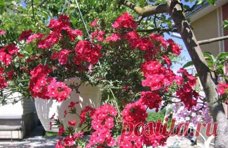 Вербена ампельная