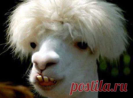 Выпрямила волосы — к дождю; уложила волосы — к ветру; красиво уложила — к урагану; на башке хаос — встретила всех знакомых!!!