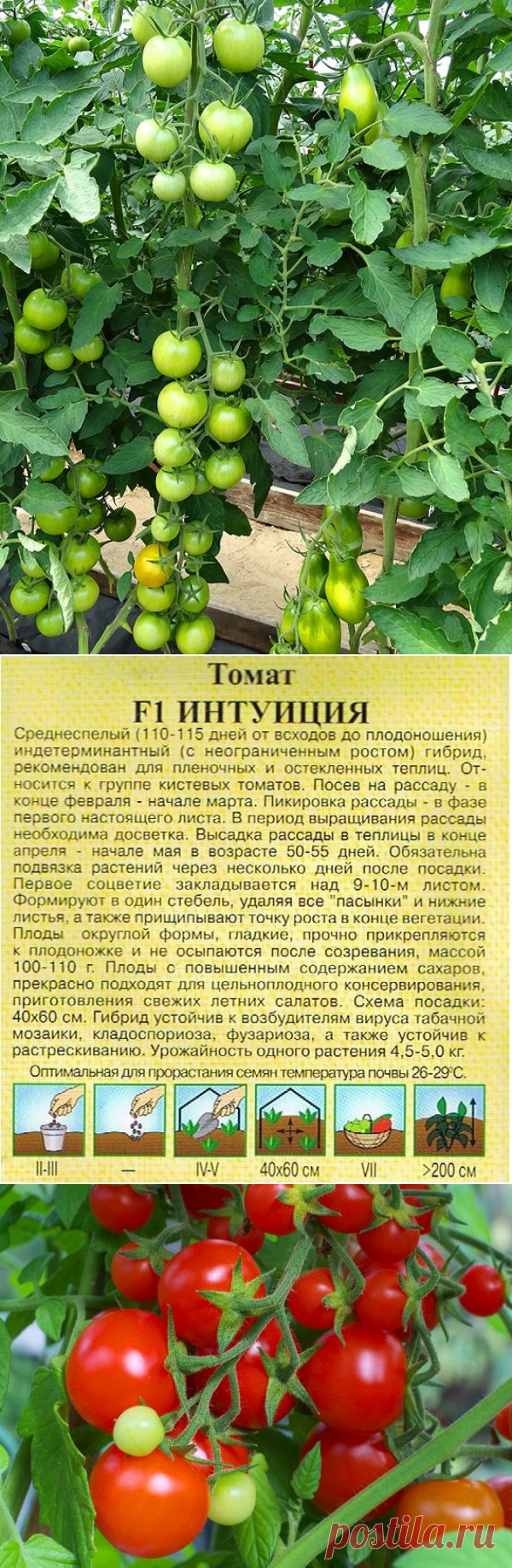 Семена помидор благовест. Помидоры сорт интуиция описание сорта. Томат интуиция описание сорта фото. Томат интуиция f1. Томат интуиция описание сорта фото.