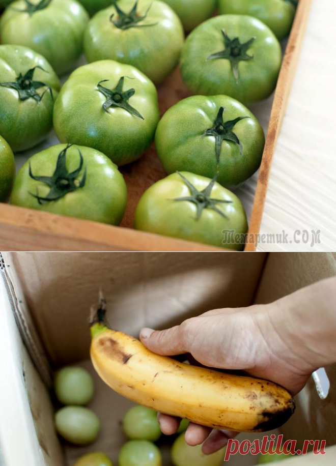 Способы дозаривания зеленых помидоров в домашних условиях