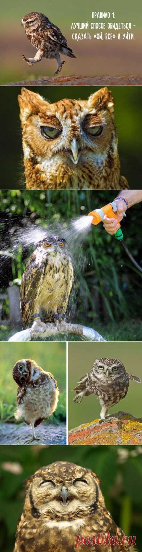 (+1) тема - Пост совиной мудрости | Полезные советы