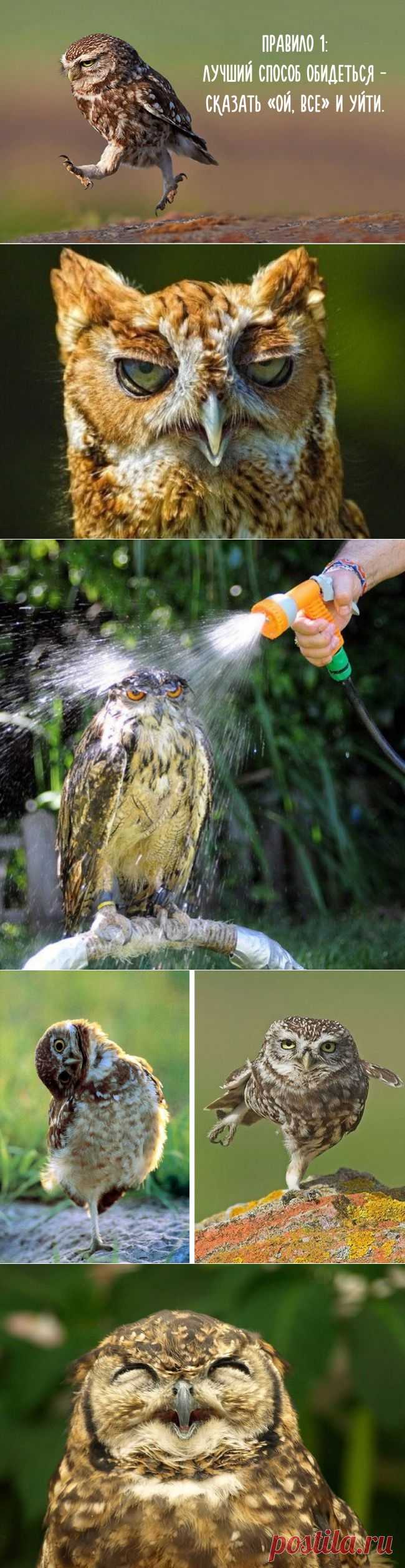 (+1) тема - Пост совиной мудрости | Полезные советы