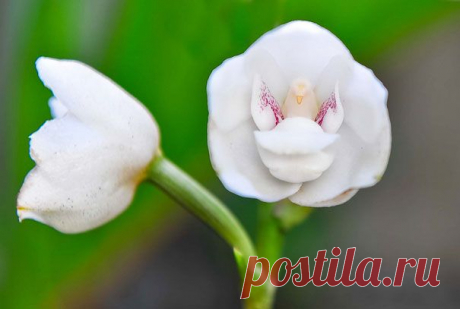 Как шутит природа. Прикольные растения.....