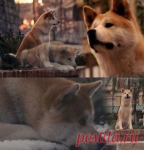 (56) Одноклассники