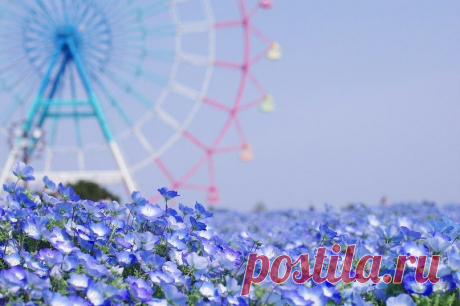 Национальный парк Хитачи, Япония - Путешествуем вместе