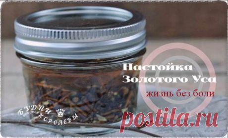 Золотой ус: настойка на водке для суставов, чтобы забыть о боли