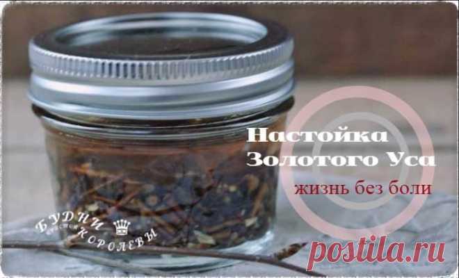 Золотой ус: настойка на водке для суставов, чтобы забыть о боли