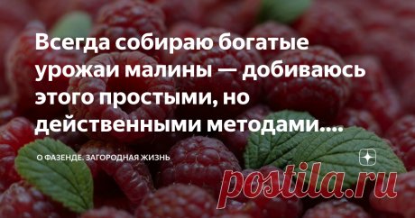 Всегда собираю богатые урожаи малины — добиваюсь этого простыми, но действенными методами. Делюсь секретами Каждый, кто выращивает на своем участке малину, мечтает о богатом урожае сочных ягод. Но, к сожалению, не всегда малинники оправдывает ожидания. Одним из главных залогов успеха является правильный подбор сорта, однако это далеко не все. Поэтому сегодня мы поговорим о секретах обильного урожая малины, я познакомлю вас с методами и правилами, которыми активно пользуюсь...