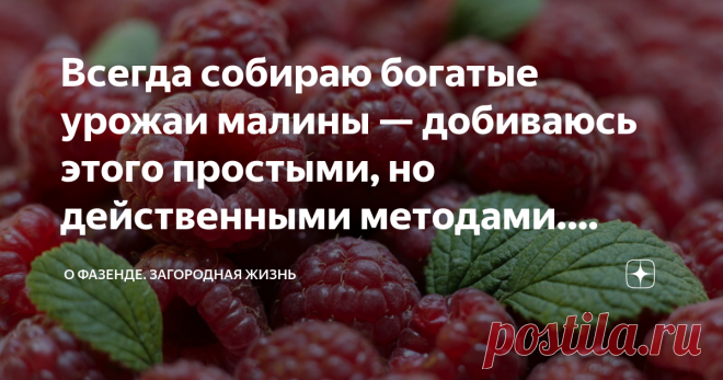 Всегда собираю богатые урожаи малины — добиваюсь этого простыми, но действенными методами. Делюсь секретами Каждый, кто выращивает на своем участке малину, мечтает о богатом урожае сочных ягод. Но, к сожалению, не всегда малинники оправдывает ожидания. Одним из главных залогов успеха является правильный подбор сорта, однако это далеко не все. Поэтому сегодня мы поговорим о секретах обильного урожая малины, я познакомлю вас с методами и правилами, которыми активно пользуюсь...