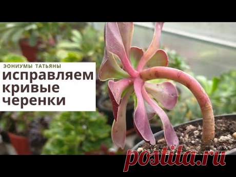 Исправляю кривые черенки эониумов Часть 1
