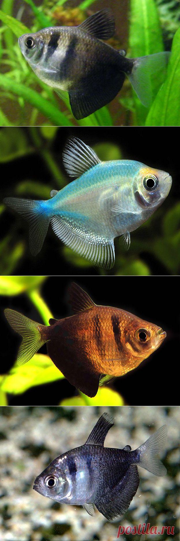 Тернеция содержание, кормление, половые различия, разведение