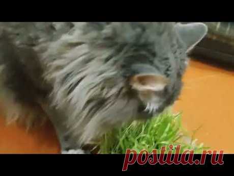 Не мешайте коту Кузьме щипать травку
Кот Кузя очень любит щипать траву