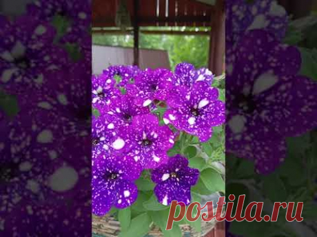 ЧТО Случилось С Цветком Буквально За Ночь