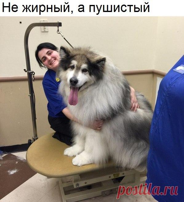 Забавные фото и прикольные картинки с надписью для хорошего настроения