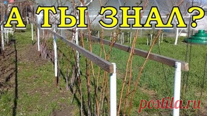 МАЛИНА: обязательно сделайте это ВЕСНОЙ!