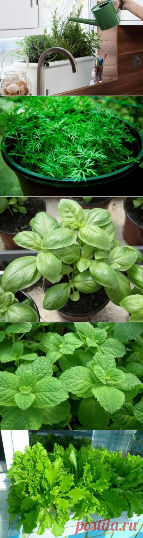 Выращивание зелени на подоконнике