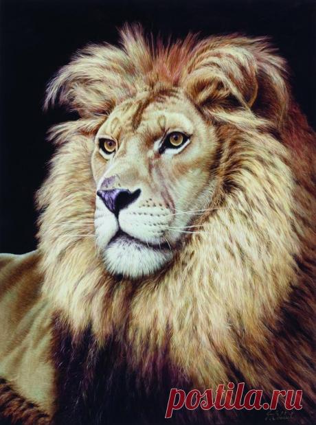 Кошачьи портреты Гая Коэлича - Искусство животных Гая Коэлича