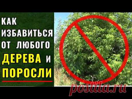Как  навсегда избавится от любого дерева и его поросли.