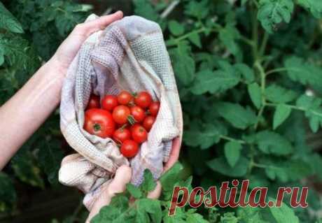Ошибки, снижающие урожай томатов