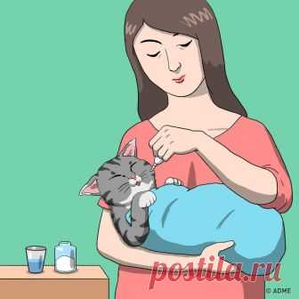 Правила первой помощи домашнему питомцу, которые важно знать каждому хозяину Животные, как и люди, не застрахованы от заболеваний и травм. Чрезвычайные ситуации часто возникают внезапно. Умение оказывать первую помощь домашнему питомцу важно для всех владельцев. В доме также с...