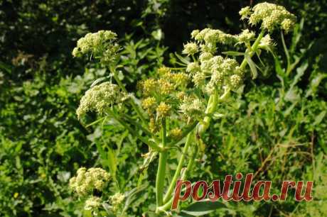 Любисток поможет пищеварению.