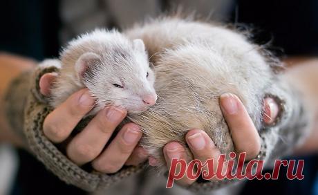 Узнай, какая Ты хищница по знаку Зодиака!
