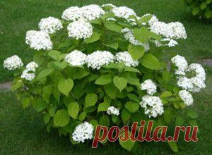 Гортензия древовидная: правильная посадка и уход.