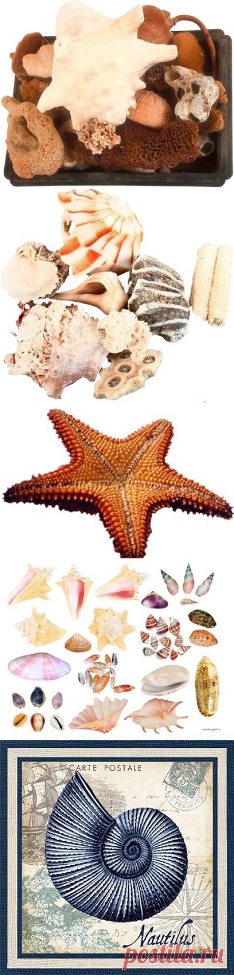 Морская тематика - картинки для творчества - клипарт на прозрачном фоне Seashells PNG