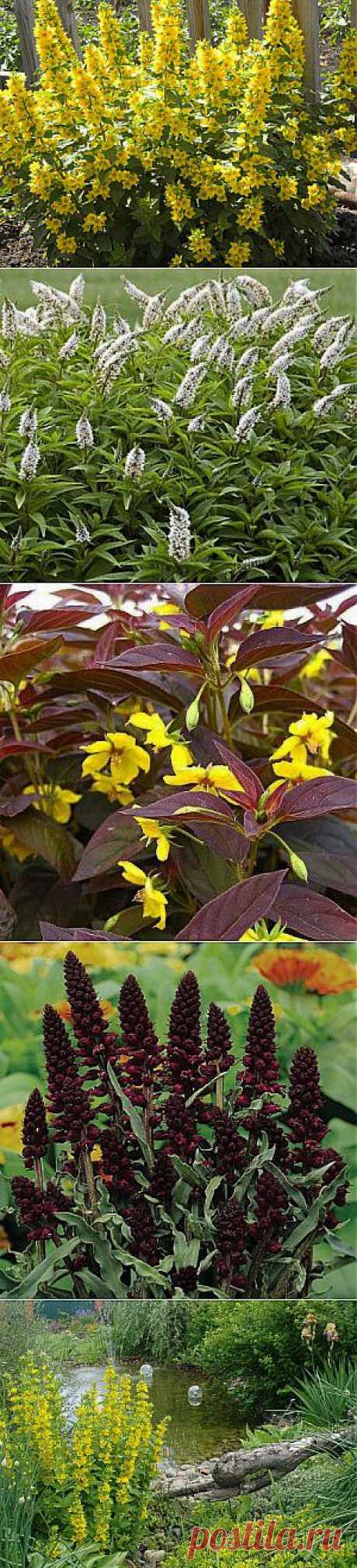 Яркий Вербейник. | Наша дача