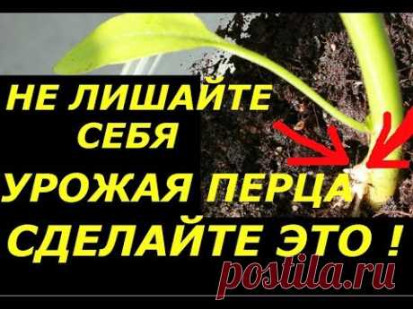 ДОПОЛНИТЕЛЬНЫЕ КОРНИ У ПЕРЦА, СРОЧНО СДЕЛАЙТЕ ЭТО !