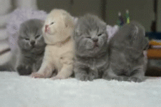 PRIKOL.MIR – Google+