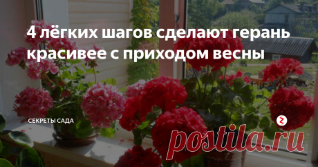 4 лёгких шагов сделают герань красивее с приходом весны Например, так вытянулась герань за зиму в доме моей свекрови. Личное фото
Зональная пеларгония (в быту — просто герань) после зимовки нередко представляет собой удручающее зрелище. В холодное время года нередко комнатное растение замедляет свой рост, сбрасывает листья и вытягивает побеги. Даже если за зимовку с пеларгонией не случилось ничего критичного, её рекомендуется омолодить, чтобы кустик в